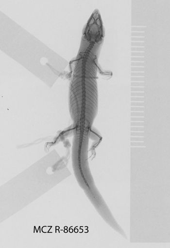 Media type: image; Herpetology R-86653